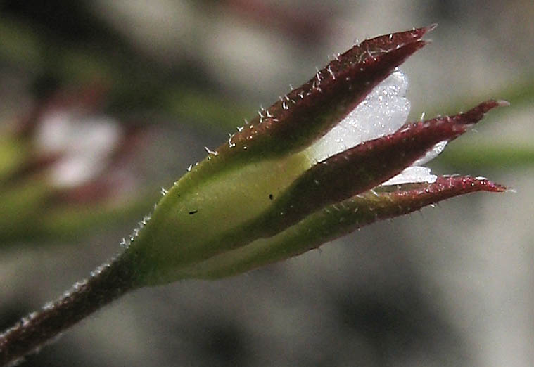 Detailed Picture 4 of Androsace elongata ssp. acuta