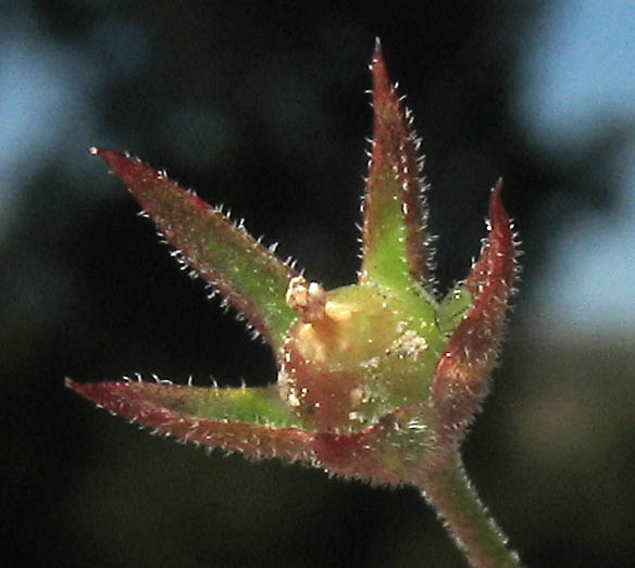 Detailed Picture 10 of Androsace elongata ssp. acuta