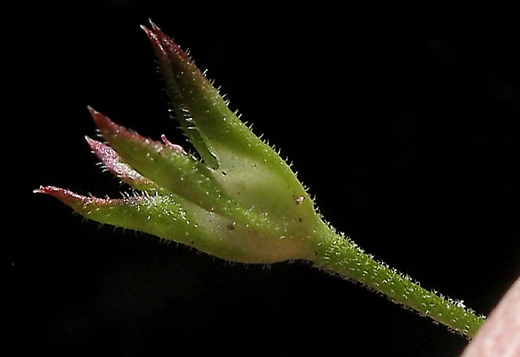 Detailed Picture 13 of Androsace elongata ssp. acuta