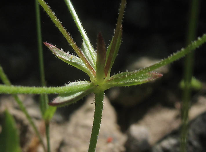 Detailed Picture 11 of Androsace elongata ssp. acuta