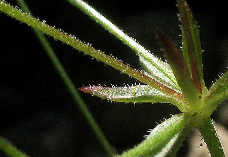Detailed Picture 12 of Androsace elongata ssp. acuta