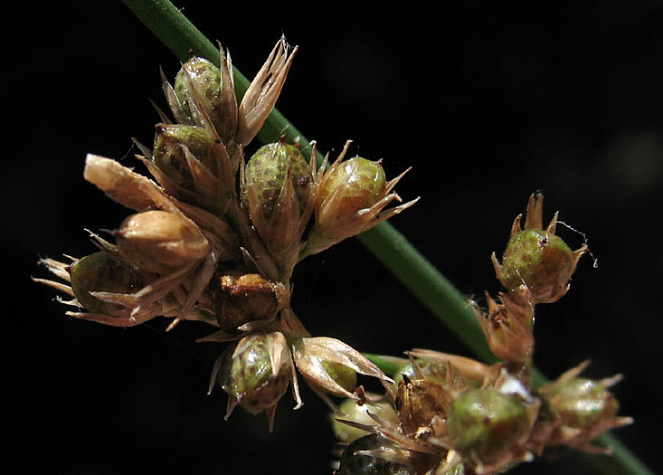 Detailed Picture 6 of Juncus patens