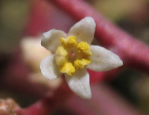 Detailed Picture 3 of Malosma laurina