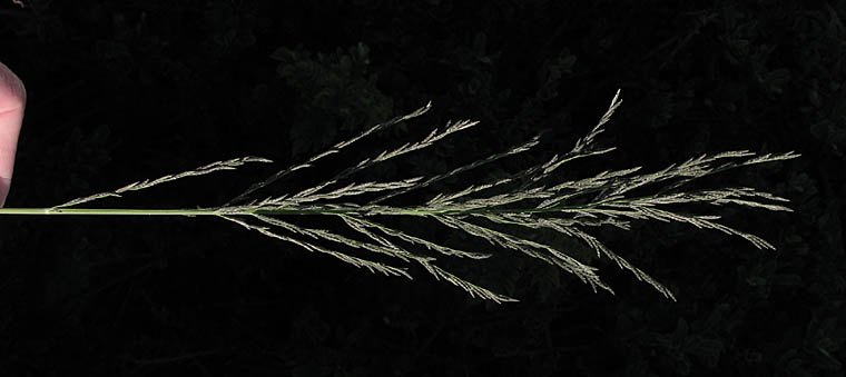 Detailed Picture 1 of Leptochloa fusca ssp. uninervia