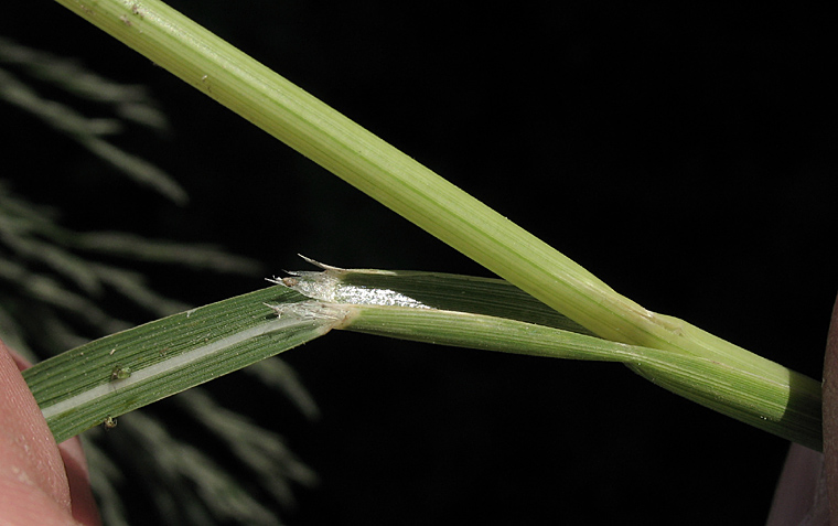 Detailed Picture 4 of Leptochloa fusca ssp. uninervia