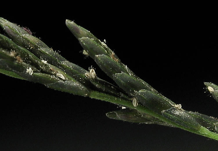 Detailed Picture 3 of Leptochloa fusca ssp. uninervia