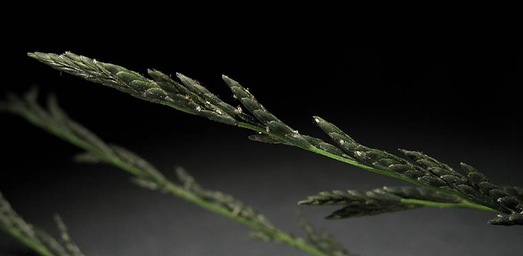 Detailed Picture 2 of Leptochloa fusca ssp. uninervia