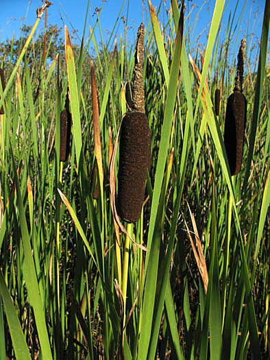 Detailed Picture 2 of Typha latifolia