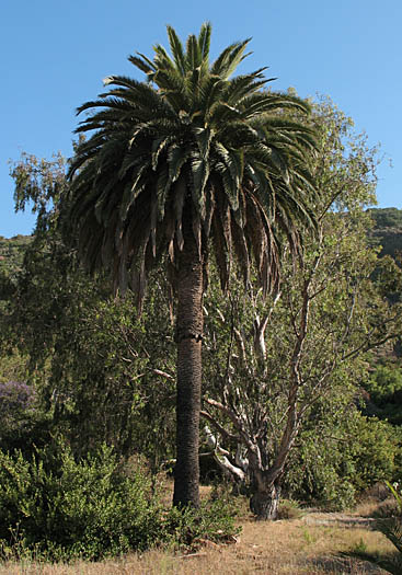 Detailed Picture 4 of Phoenix canariensis