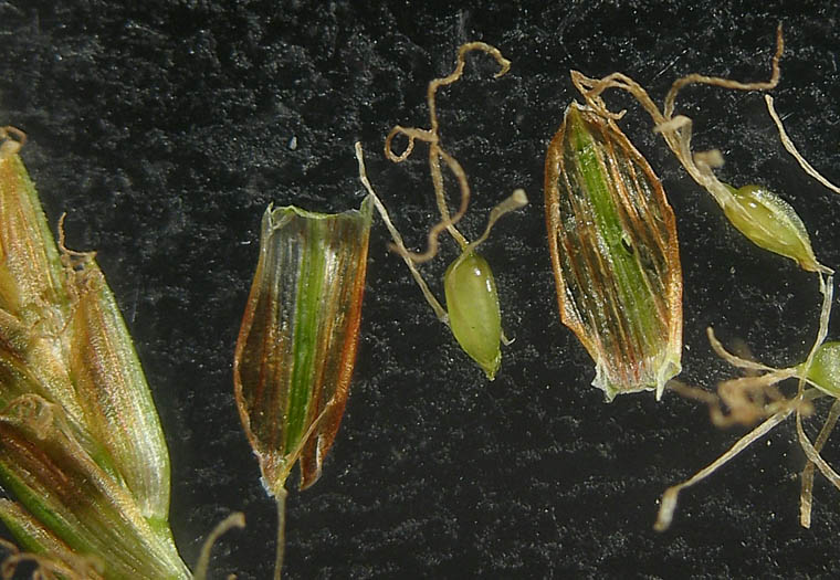 Detailed Picture 7 of Cyperus esculentus var. leptostachyus