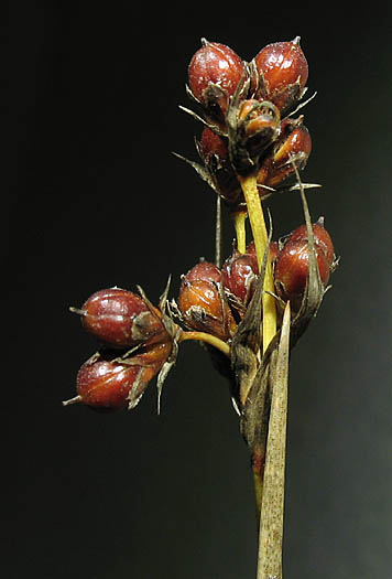 Detailed Picture 6 of Juncus acutus ssp. leopoldii