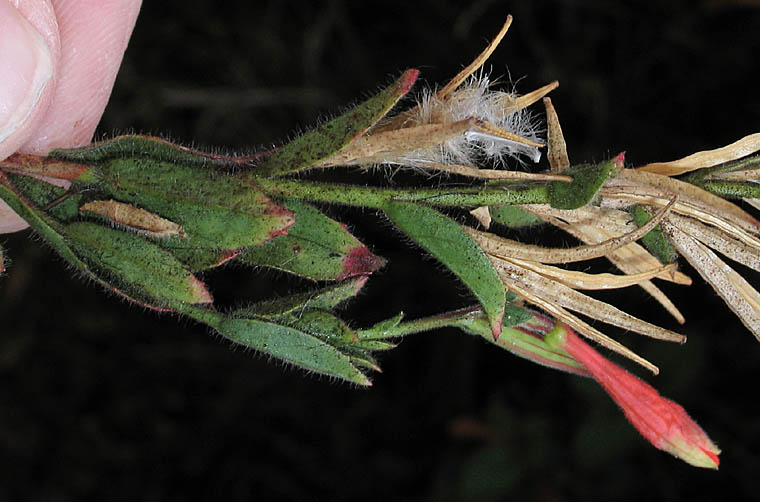 Detailed Picture 3 of Epilobium canum ssp. latifolium