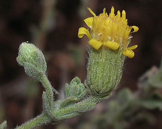 Detailed Picture 3 of Heterotheca sessiliflora