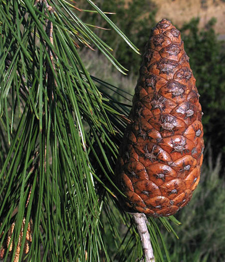 Detailed Picture 8 of Pinus halepensis ssp. halepensis