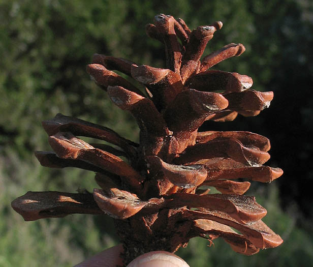 Detailed Picture 9 of Pinus halepensis ssp. halepensis