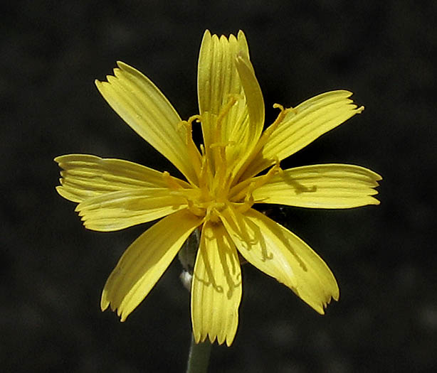 Detailed Picture 1 of Chondrilla juncea