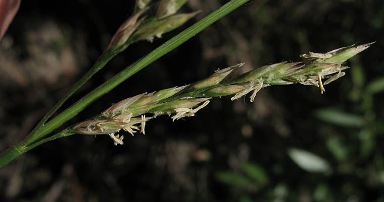 Detailed Picture 1 of Festuca arundinacea