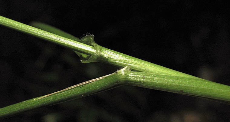Detailed Picture 5 of Festuca arundinacea