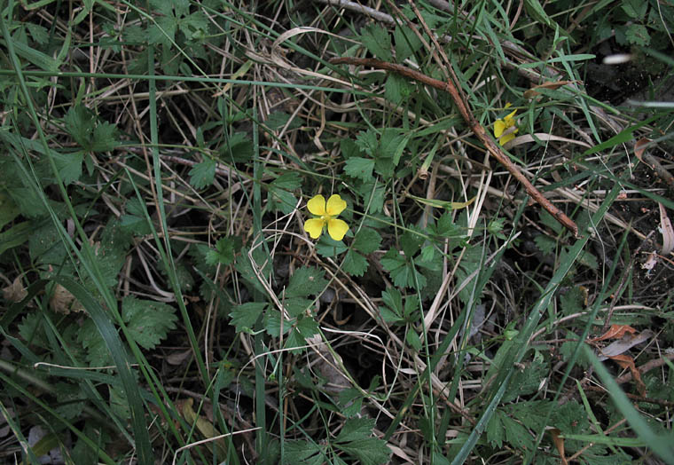 Detailed Picture 6 of Potentilla anglica