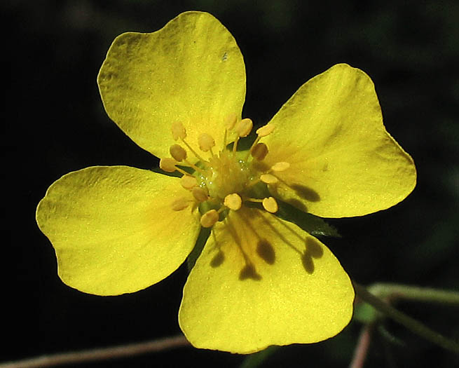 Detailed Picture 1 of Potentilla anglica