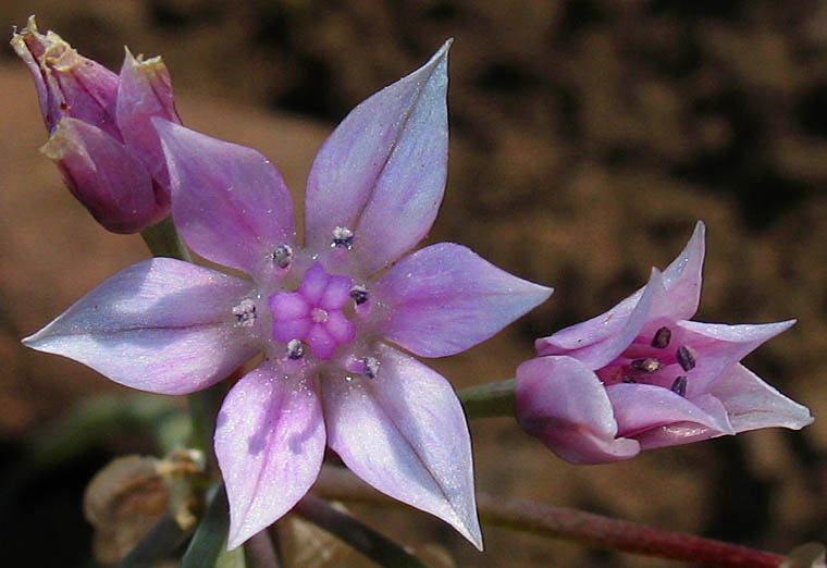 Detailed Picture 1 of Allium praecox