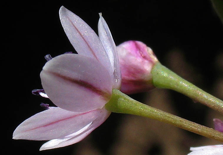 Detailed Picture 3 of Allium praecox