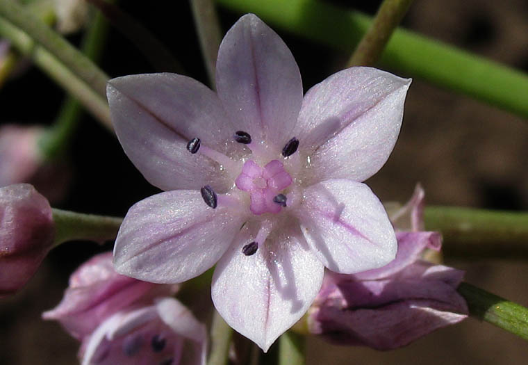 Detailed Picture 2 of Allium praecox