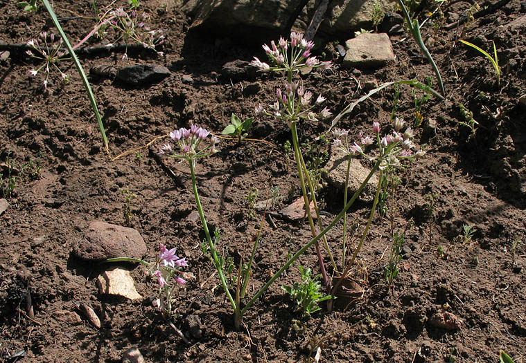 Detailed Picture 7 of Allium praecox