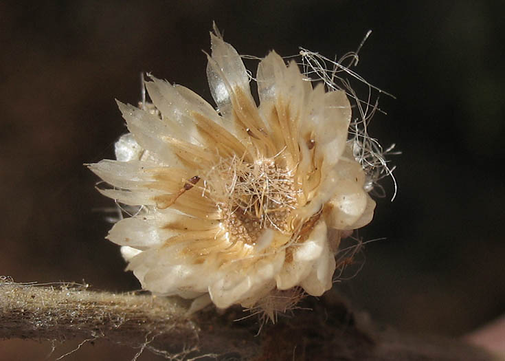 Detailed Picture 3 of Pseudognaphalium californicum