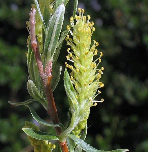 Detailed Picture 1 of Salix exigua var. hindsiana