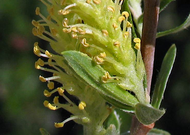 Detailed Picture 2 of Salix exigua var. hindsiana