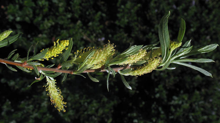 Detailed Picture 3 of Salix exigua var. hindsiana