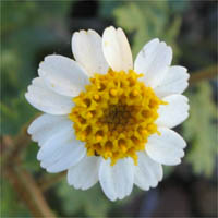 Thumbnail Picture of Rock Daisy
