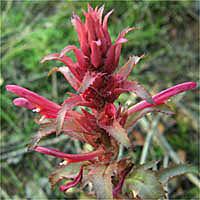 Thumbnail Picture of Pedicularis densiflora