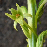 Thumbnail Picture of Denseflower Rein Orchid