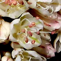 Thumbnail Picture of Eriogonum parvifolium