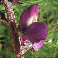 Thumbnail Picture of Lupinus truncatus