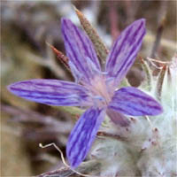 Thumbnail Picture of Eriastrum densifolium ssp. elongatum