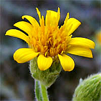 Thumbnail Picture of Hairy Golden-aster