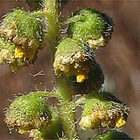 Thumbnail Picture of Western Ragweed