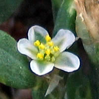 Thumbnail Picture of Polygonum aviculare ssp. depressum