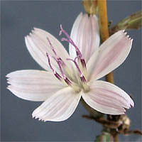 Thumbnail Picture of Stephanomeria exigua ssp. coronaria