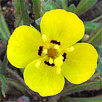 Thumbnail Picture of Camissoniopsis bistorta