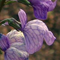 Thumbnail Picture of Blue Toadflax