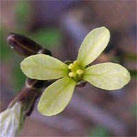 Thumbnail Picture of Brassica tournefortii
