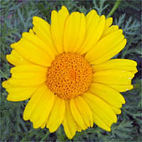 Thumbnail Picture of Garland Chrysanthemum