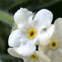 Thumbnail Picture of Prickly Popcorn Flower