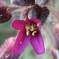 Thumbnail Picture of Boechera sparsiflora