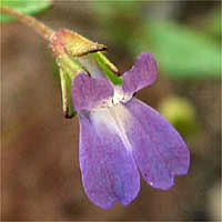 Thumbnail Picture of Blue-eyed Mary
