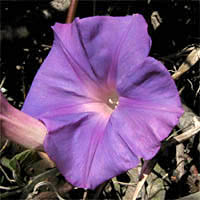 Thumbnail Picture of Ipomoea indica